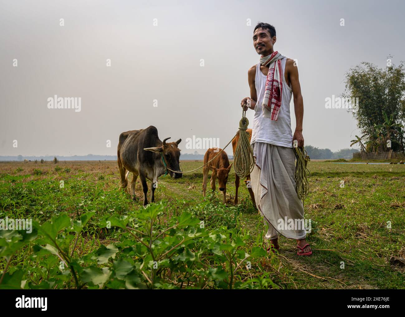 Einheimische Menschen und Rinder, Village Life, Guwahati, Assam, Indien, Asien Stockfoto