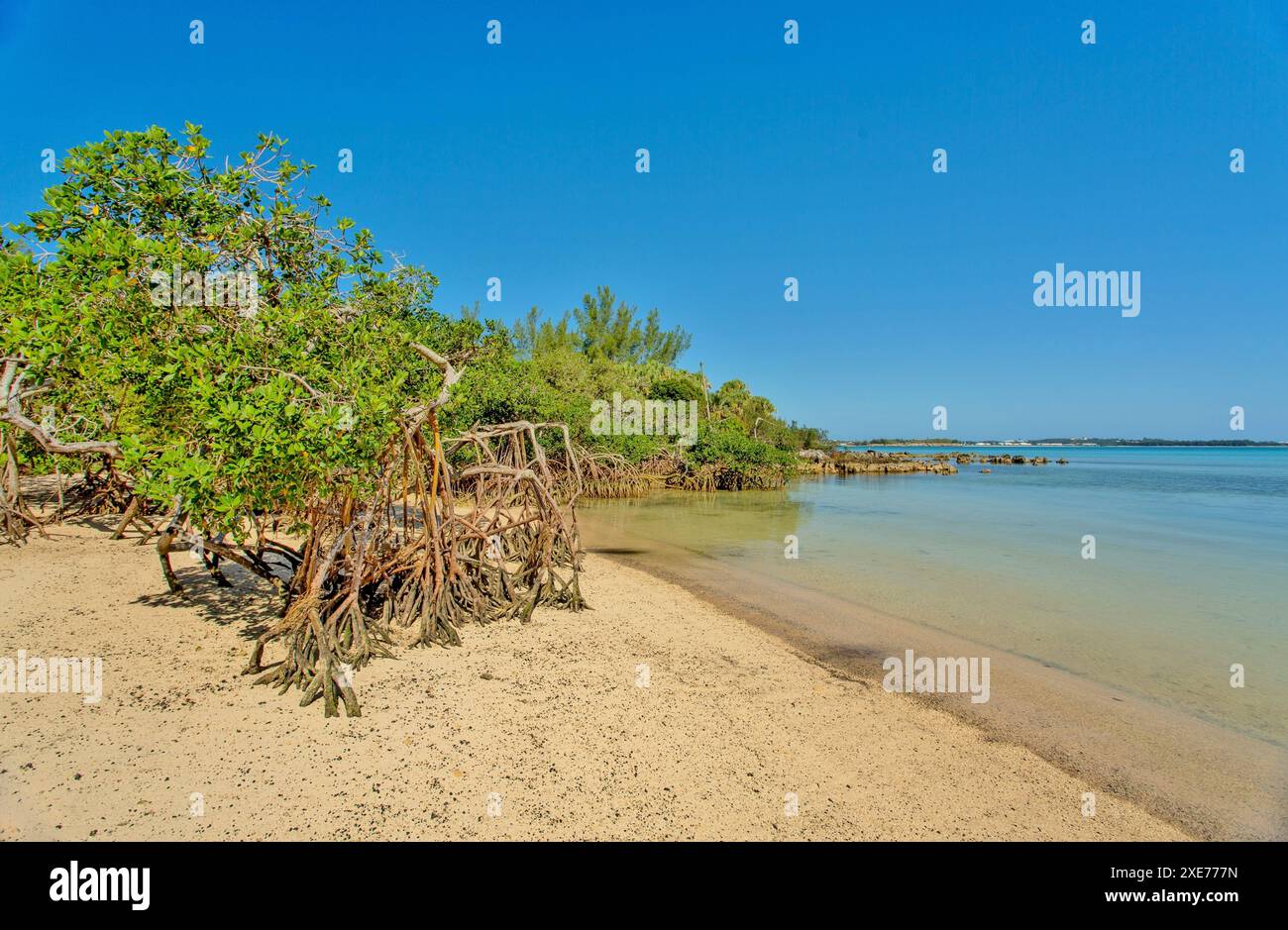 Mangrovenbäume im Blue Hole Park, Hamilton Parish, Bermuda, Nordatlantik, Nordamerika Stockfoto