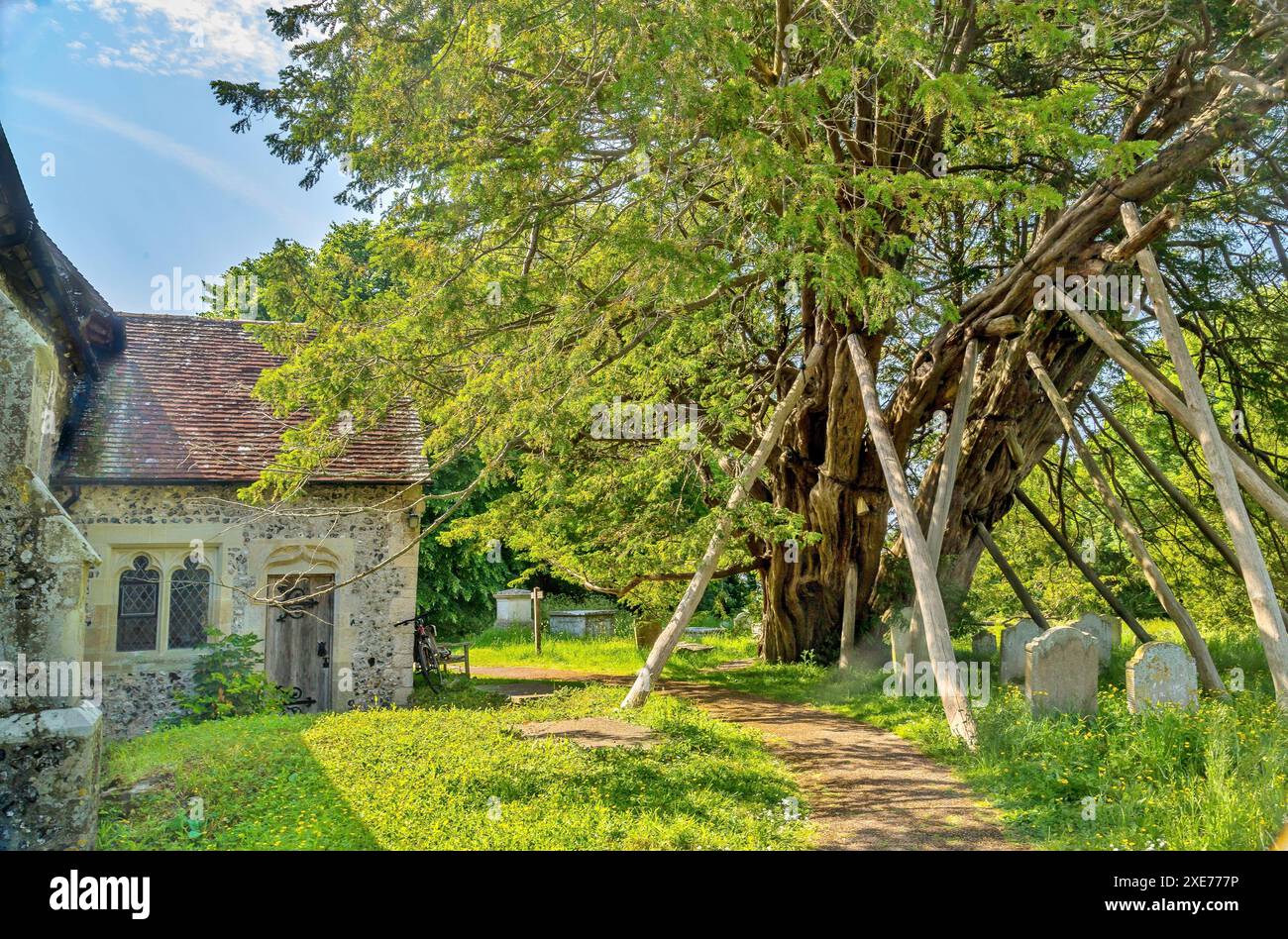 Die Wilmington Yew, eine Eibe, die mindestens 1600 Jahre alt ist, befindet sich auf dem Friedhof von St. Mary and St. Peter in Wilmington, East Sussex, England Stockfoto