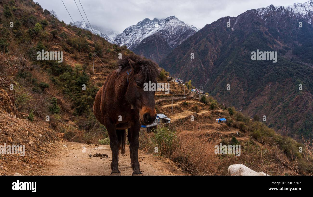 Ein Pferd blickt in die Kamera, und Blick entlang des weiten Tals mit hoch aufragenden schneebedeckten Bergen und Sherpagaon-Dorf an den Pisten, Nepal Stockfoto