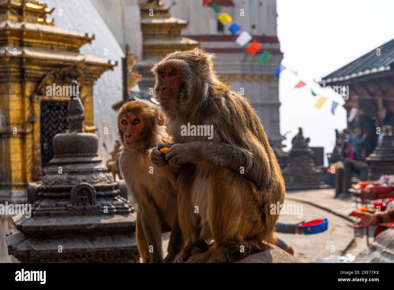 Zwei Rhesusaffen, Kathmandu, Nepal, Asien Stockfoto