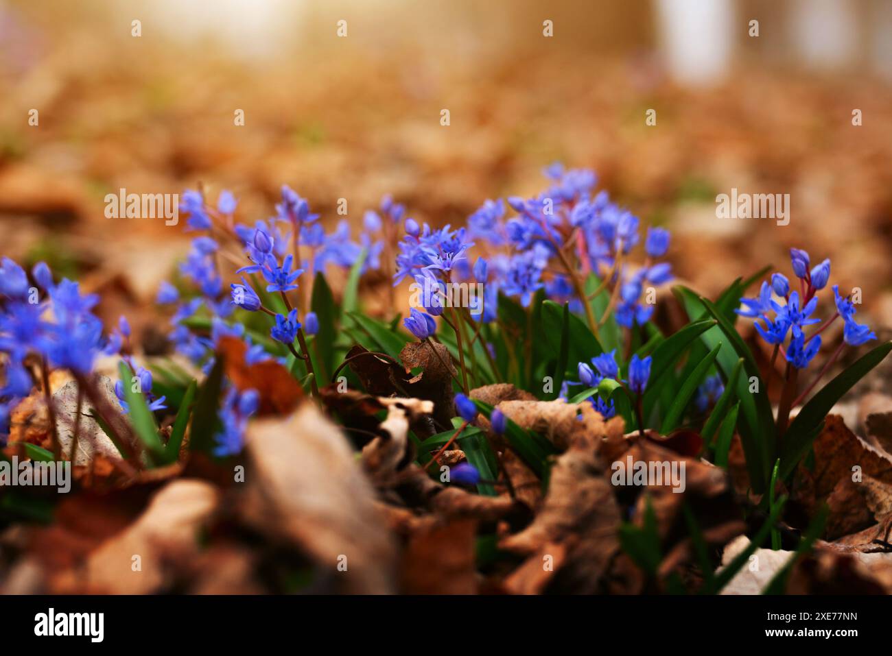 Frühlingsblumen Scilla siberica im Wald inmitten alter Blätter Stockfoto