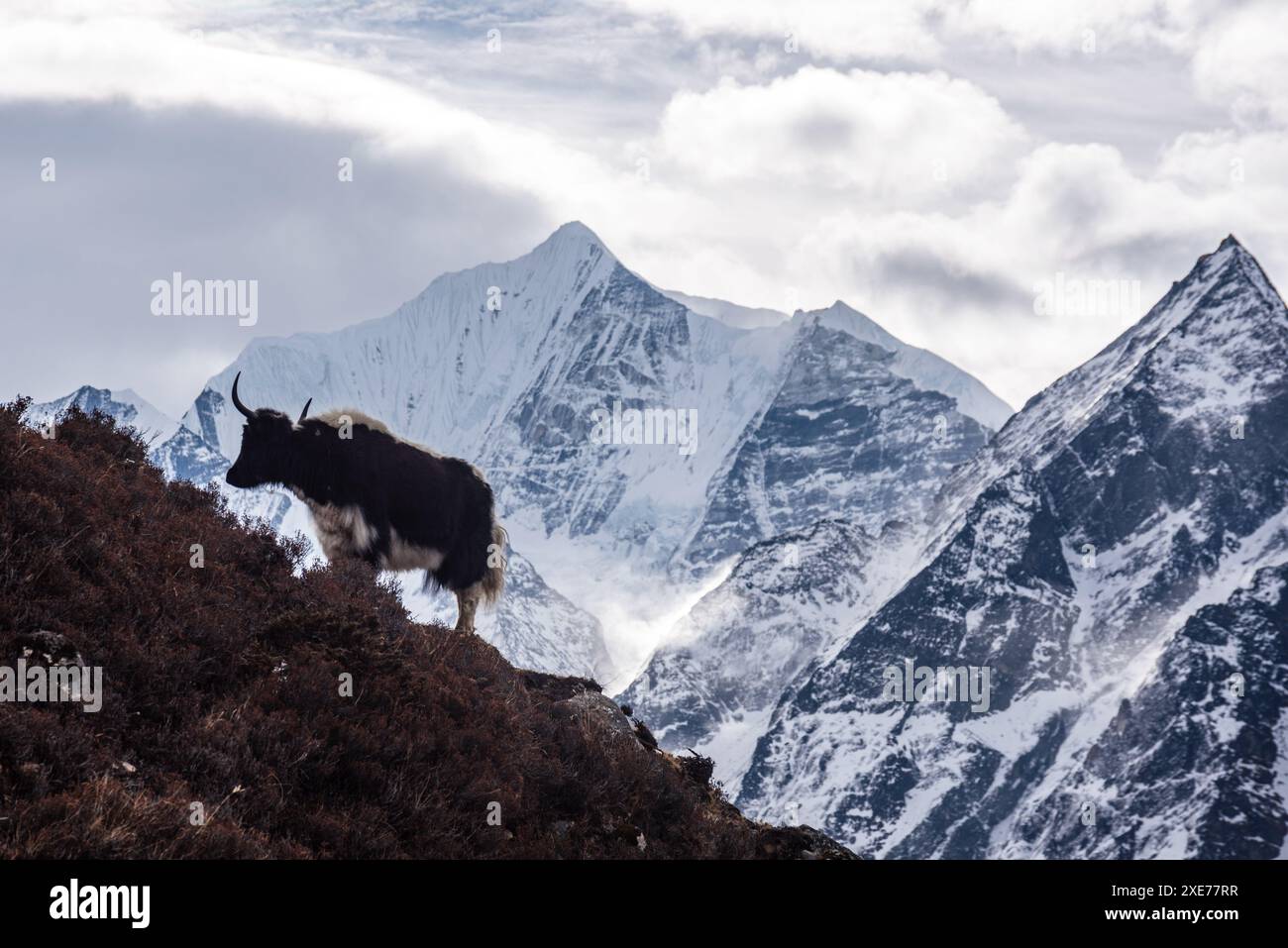 Yak klettert einen Hang, Gangchempo Gipfel im Hintergrund, Langtang Valley Trek, Himalaya, Nepal, Asien Stockfoto