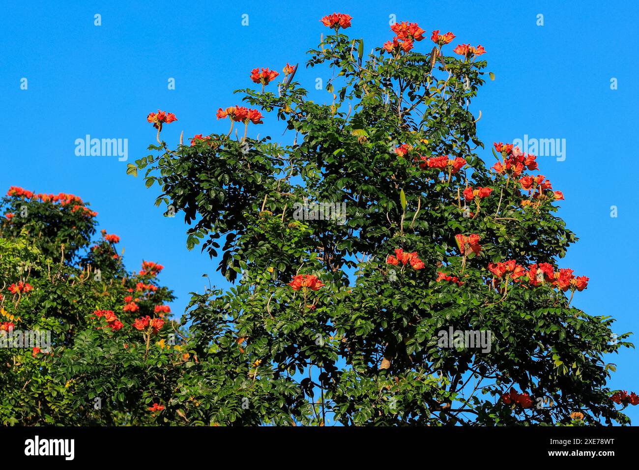Spathodea campanulata (afrikanischer Tulpenbaum), weltweit aufgrund seiner leuchtend roten Orangenblüten ornamental gewachsen, Pulisan, Minahasa, Nord-Sulawesi Stockfoto