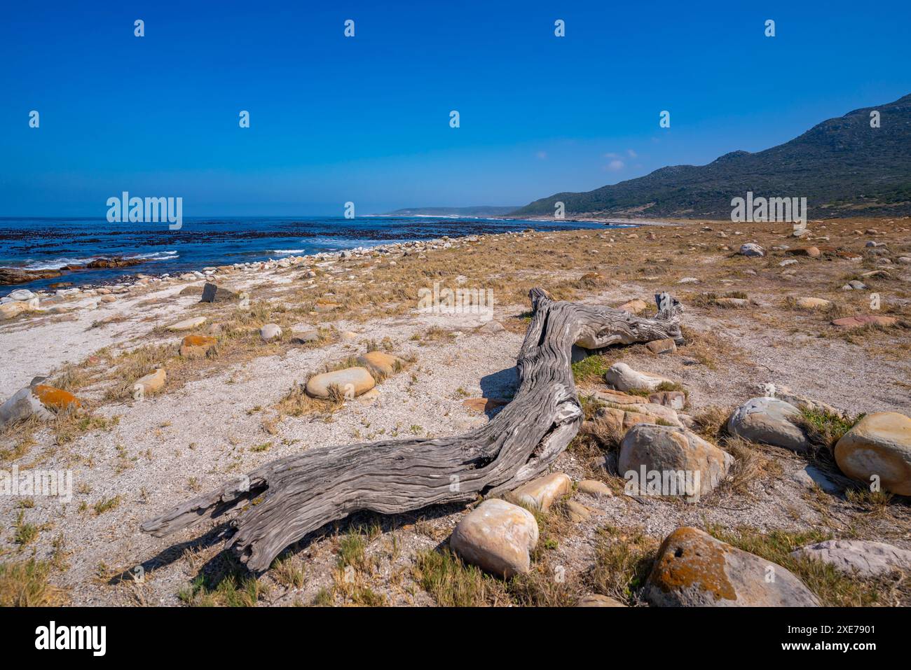 Blick auf die Küste im Naturschutzgebiet der Halbinsel Good Hope, Kapstadt, Westkap, Südafrika, Afrika Stockfoto