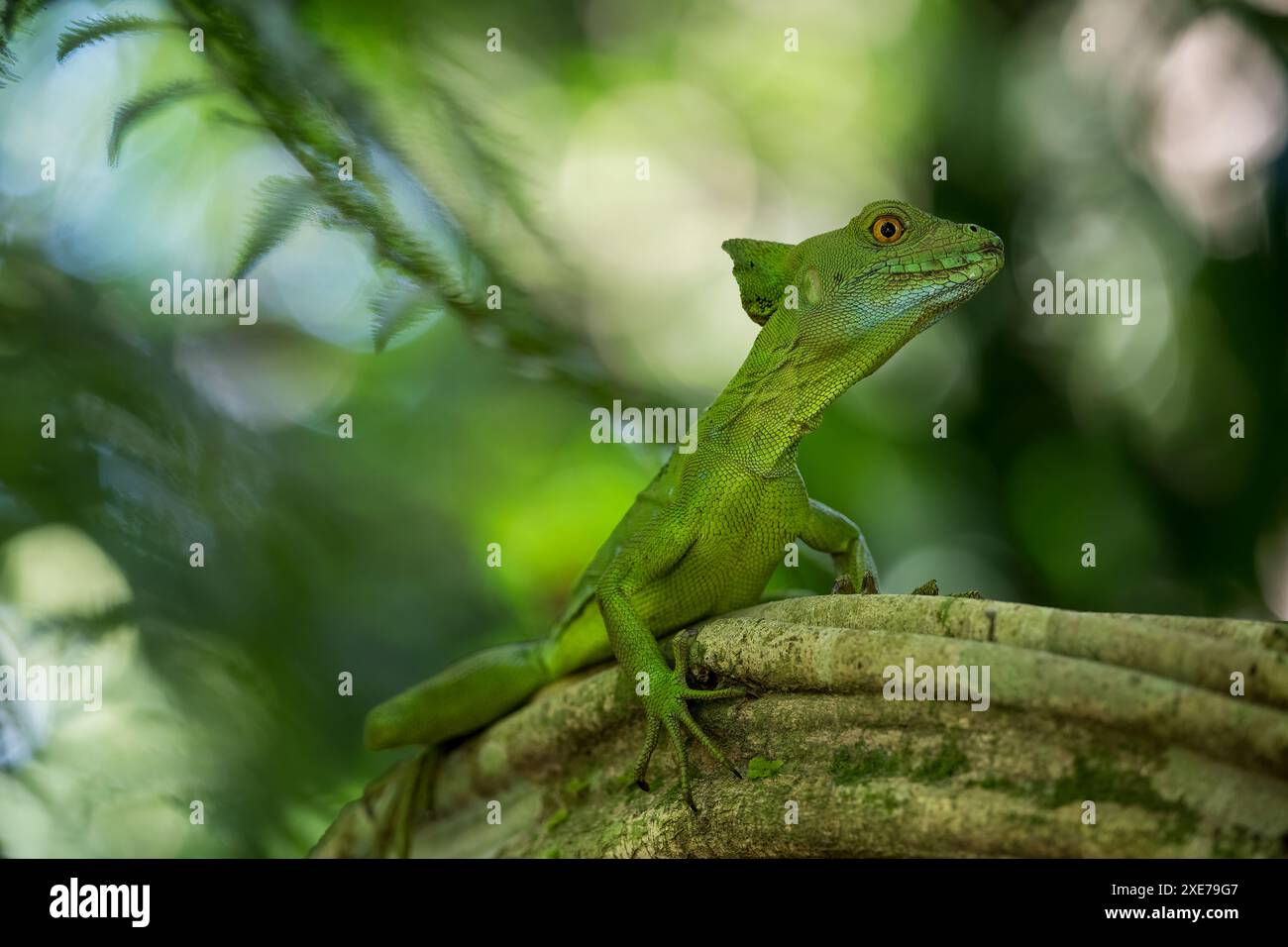 Jesus Christus Echse (Gemeinsamer Basilisk), Sarapiqui, Costa Rica, Mittelamerika Stockfoto