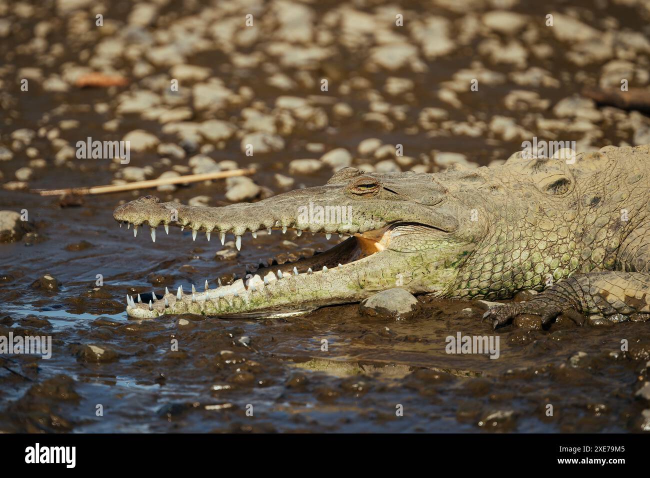 Amerikanisches Krokodil (Crocodylus acutus), Tarcoles River, Garabito, Provinz Puntarenas, Costa Rica, Zentralamerika Stockfoto