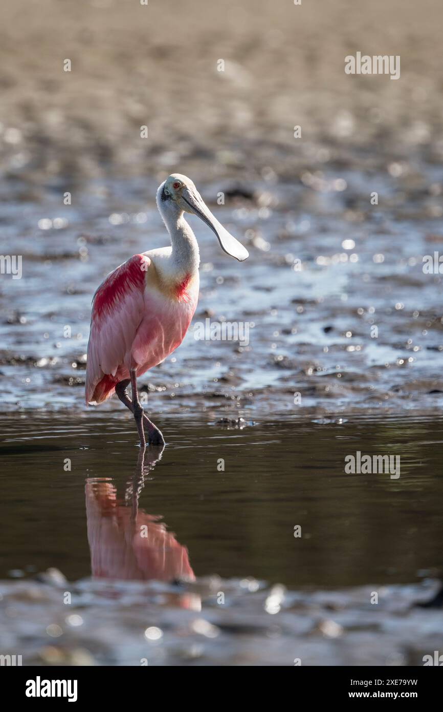 Rosenlöffelschnabel (Platalea ajaja), Fluss Tarcoles, Garabito, Provinz Puntarenas, Costa Rica, Zentralamerika Stockfoto