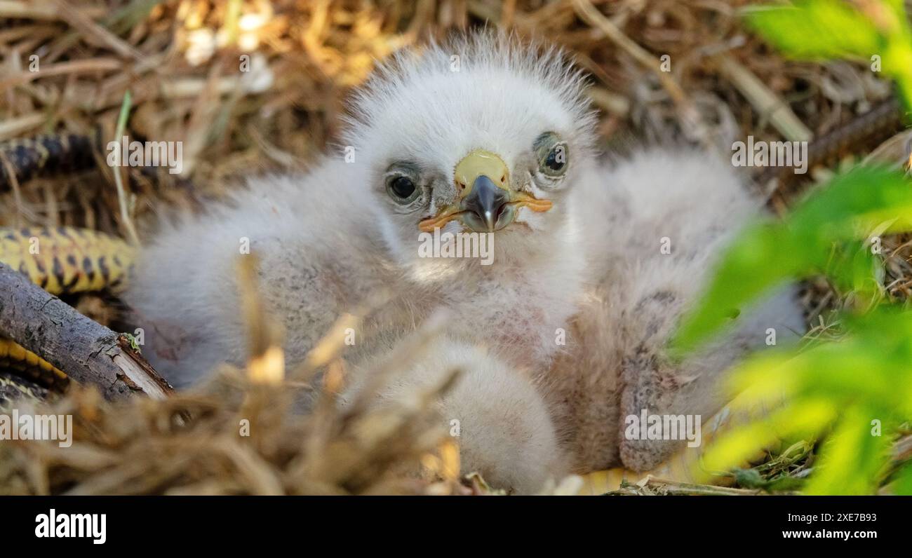 Langbeinige Bussarde und Balkanschlange Stockfoto