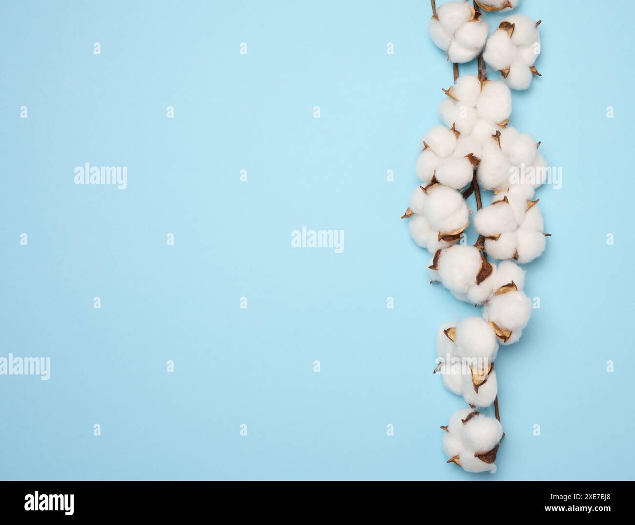 Baumwollblume auf blauem Papierhintergrund, oben. Minimalismus flache Lay-Komposition Stockfoto