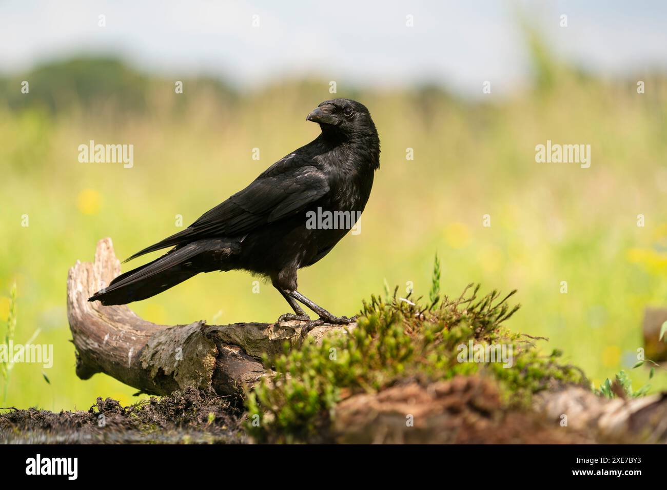 Aas-Krähe Corvus Corone Stockfoto