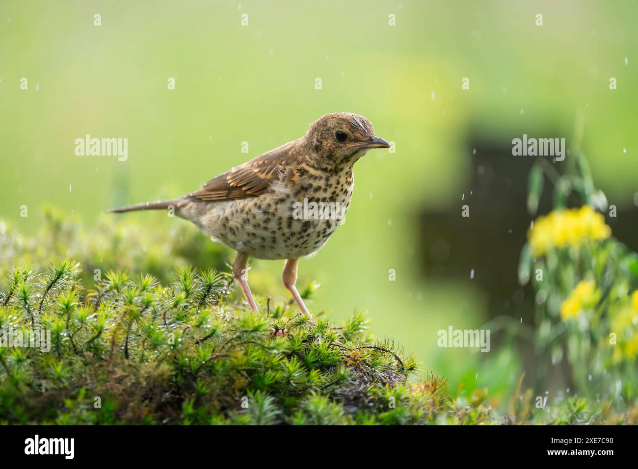 Lieddrossel, Turdus philomelos Stockfoto