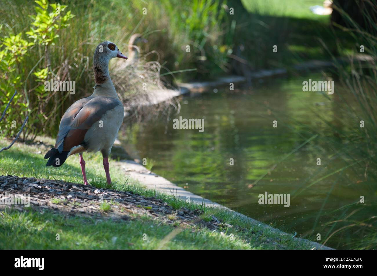 Enten im Garten Straßburg Stockfoto