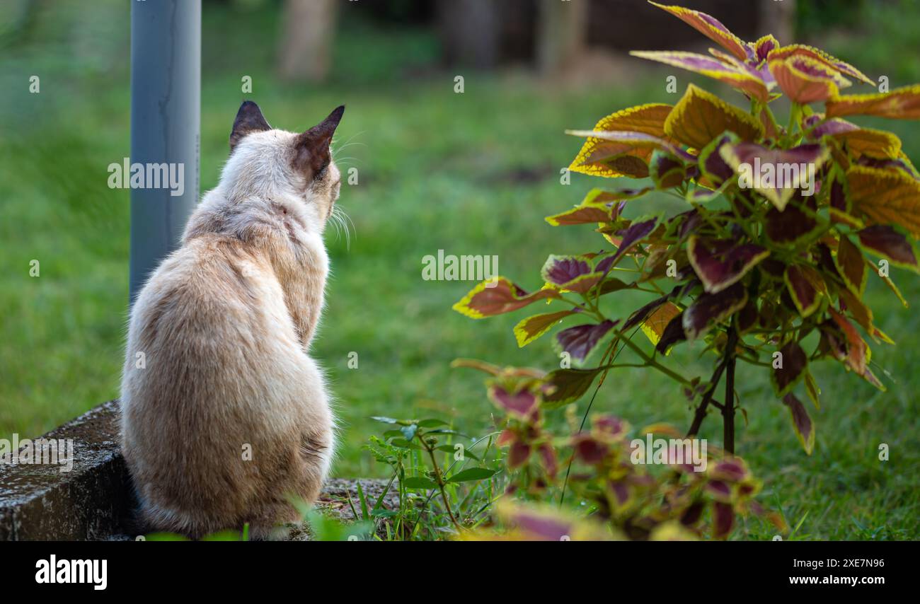 Ein Porträt einer Katze von hinten Stockfoto