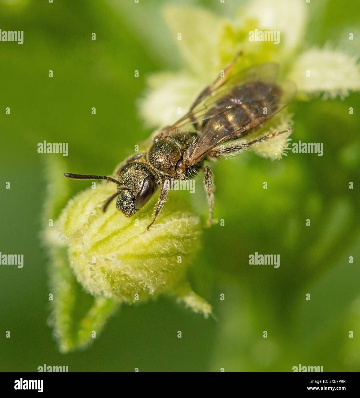 Zaun-Rüben-Sandbiene „Andrena florea“. Stockfoto