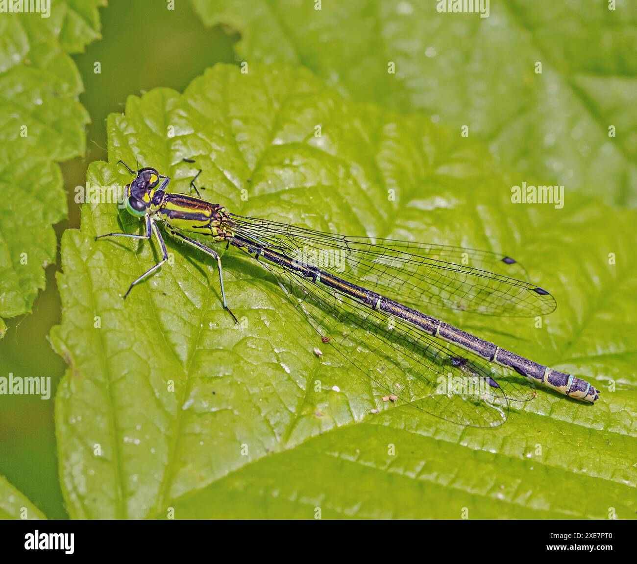 Hufeisen-Damselfliege "Coenagrion puella" weiblich Stockfoto