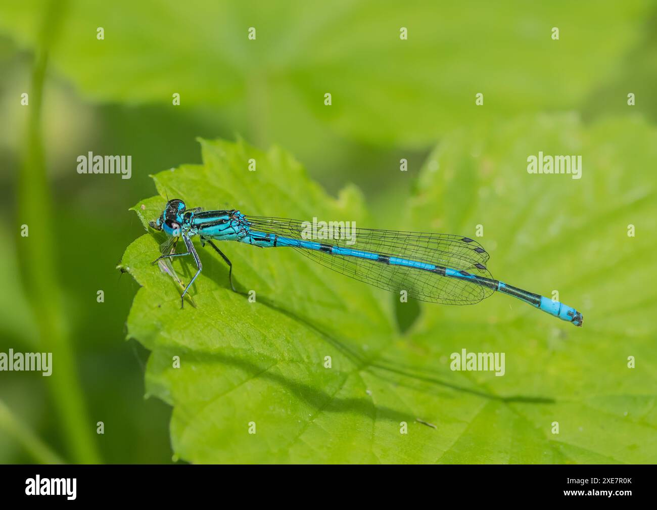 Hufeisen Damselfly 'Coenagrion puella' männlich Stockfoto