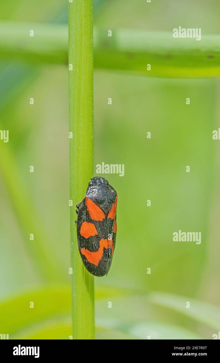 Cicada „Cercopis Vulnerata“ im Blut Stockfoto