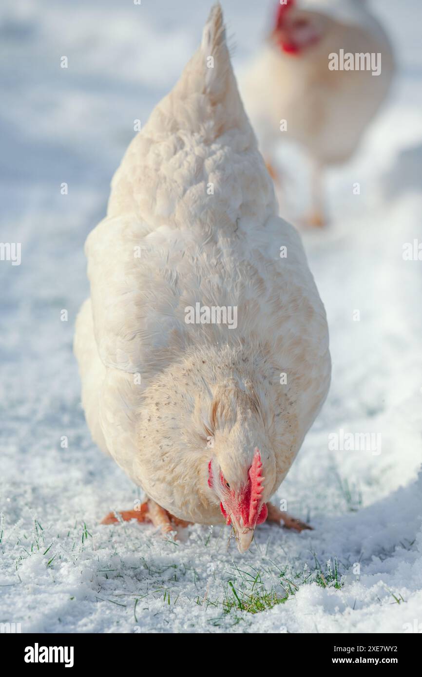 Weißes Huhn auf Winterhintergrund. Porträt eines Sussex Huhns Stockfoto