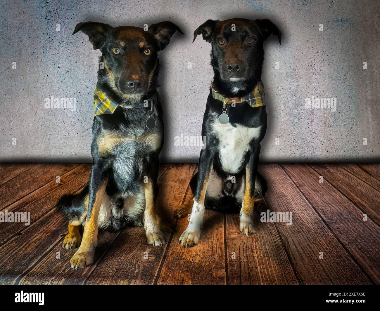 Studio-Porträt von zwei Hunden Stockfoto