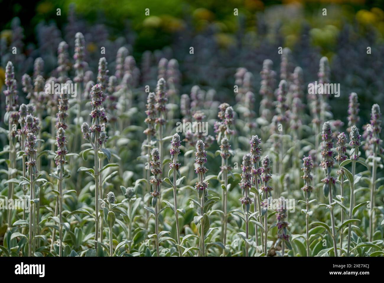 Lammohren in Narrenblüte Stachys byzantina Stockfoto