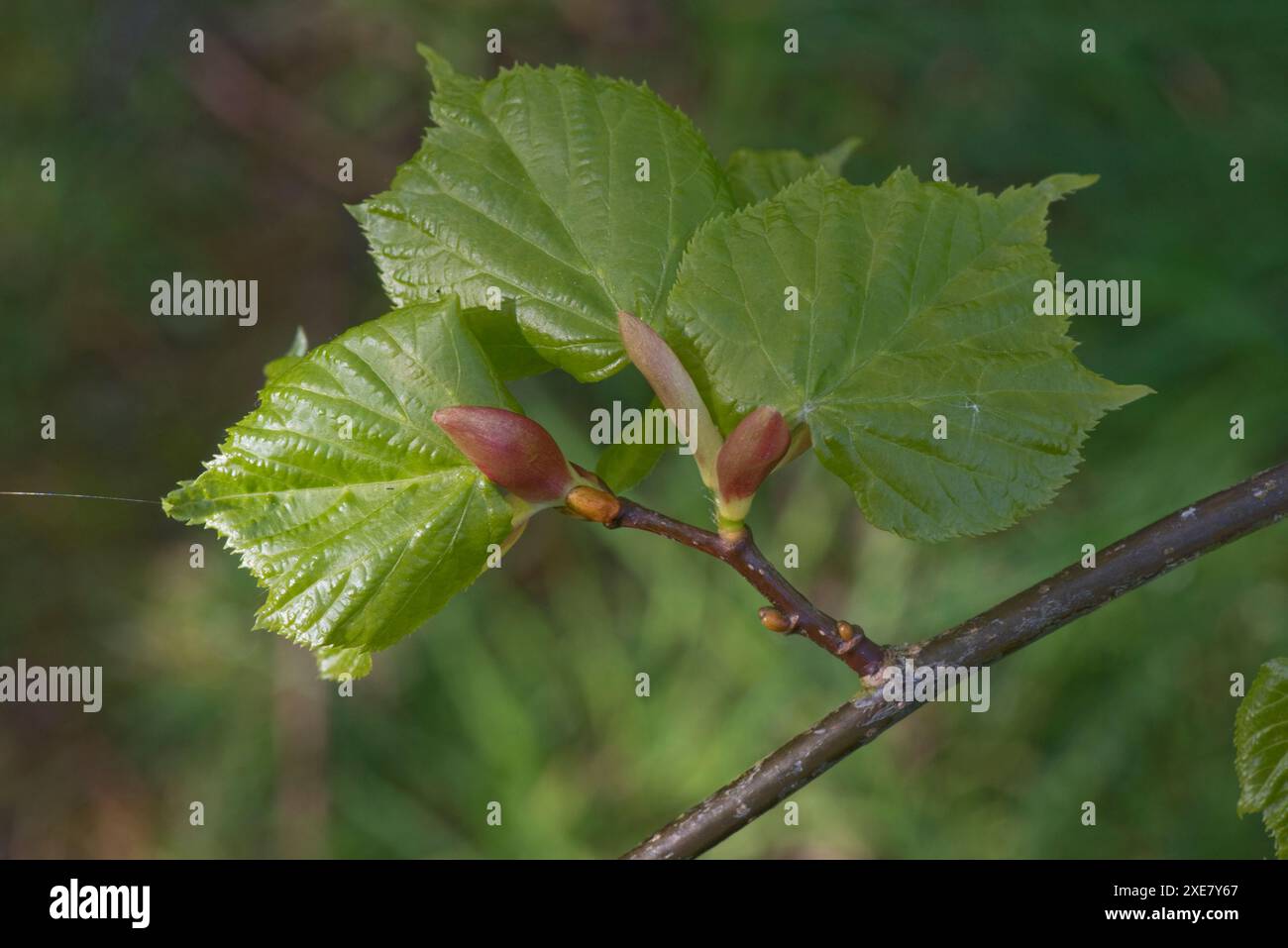 Junge expandierende kleinblättrige Lindenblätter (Tilia cordata) mit roten äußeren Blattschuppen im Frühjahr, Berkshire, Mai Stockfoto