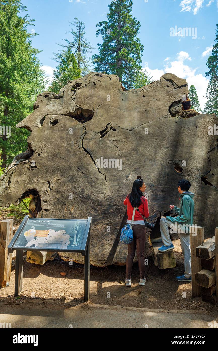 Besucher besichtigen einen 2010 Jahre alten Querschnitt eines gefallenen Riesenmammutbaums, den Sequoia-Nationalpark Stockfoto