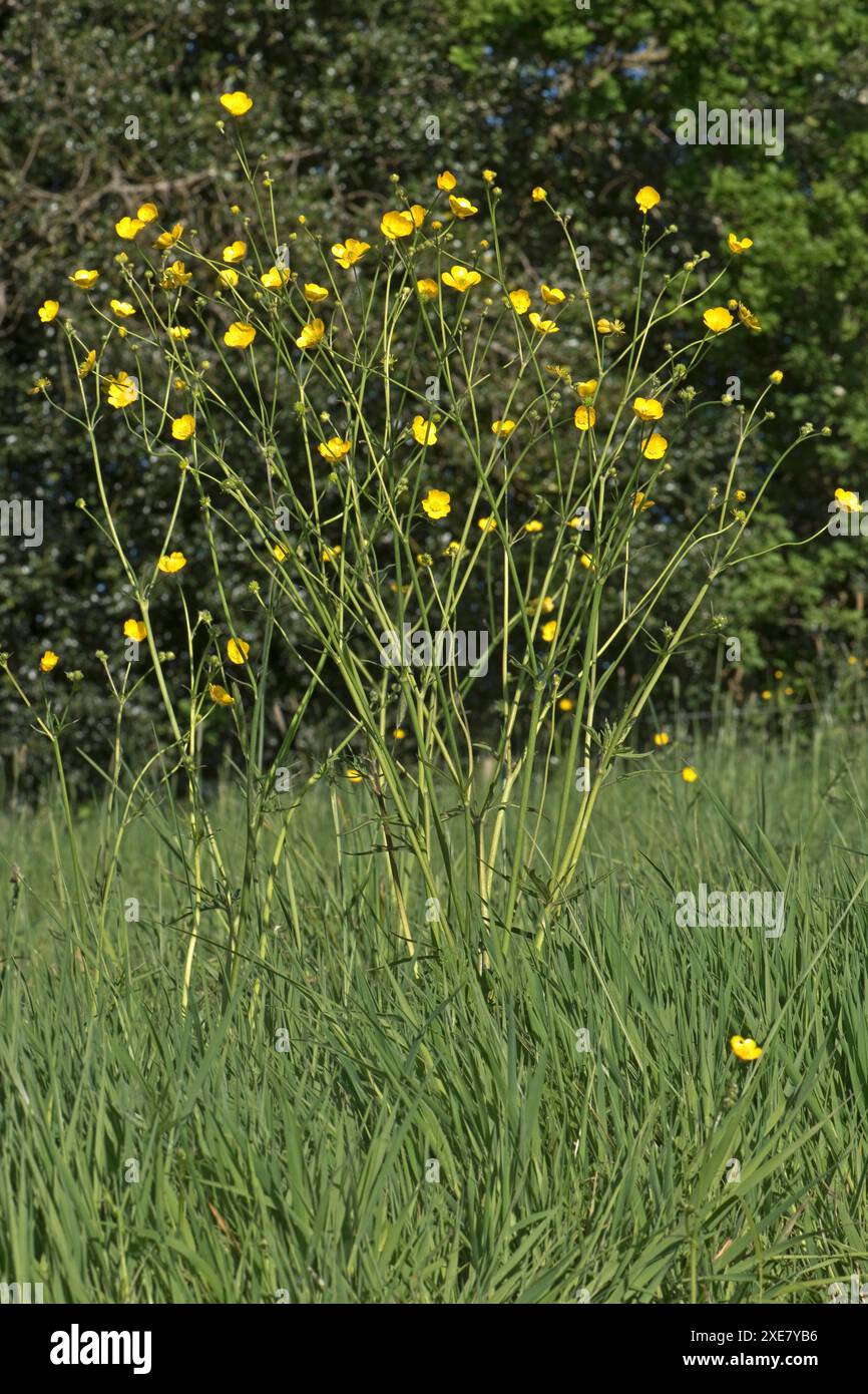 Wiesen- oder Feldbutterblumen (Ranunculus acris) hohe Blüten auf einer Grasweide, Berkshire, April Stockfoto