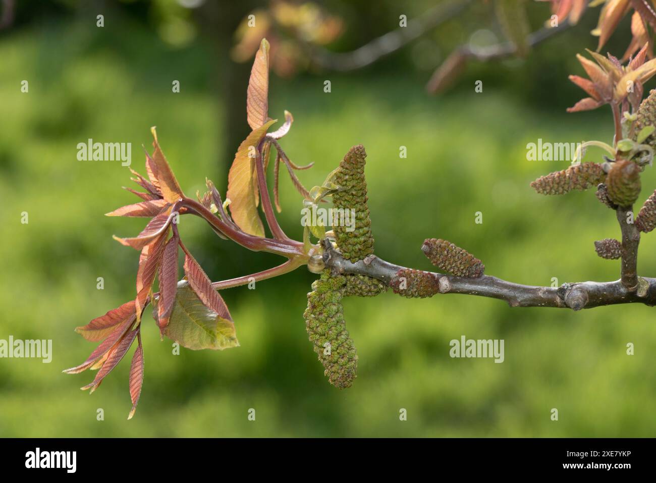 Männliche Blüten eines persischen, gewöhnlichen oder englischen Walnusses (Juglans regia) mit jungen bronzefarbenen Blättern im Frühjahr, Berkshire, April Stockfoto