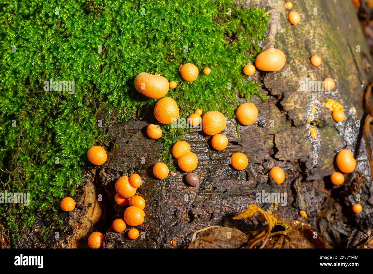 Orangenroter Schleimpilz Lycogala Epidendrum im Herbstwald. Stockfoto