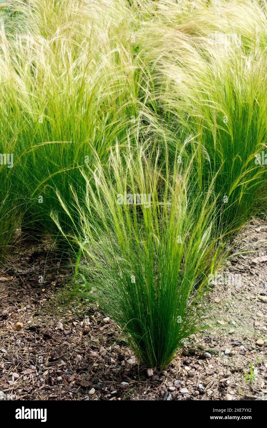 Pferdeschwanzgras, Stipa tenuissima in Gartenpflanze Stauden Stauden Stockfoto