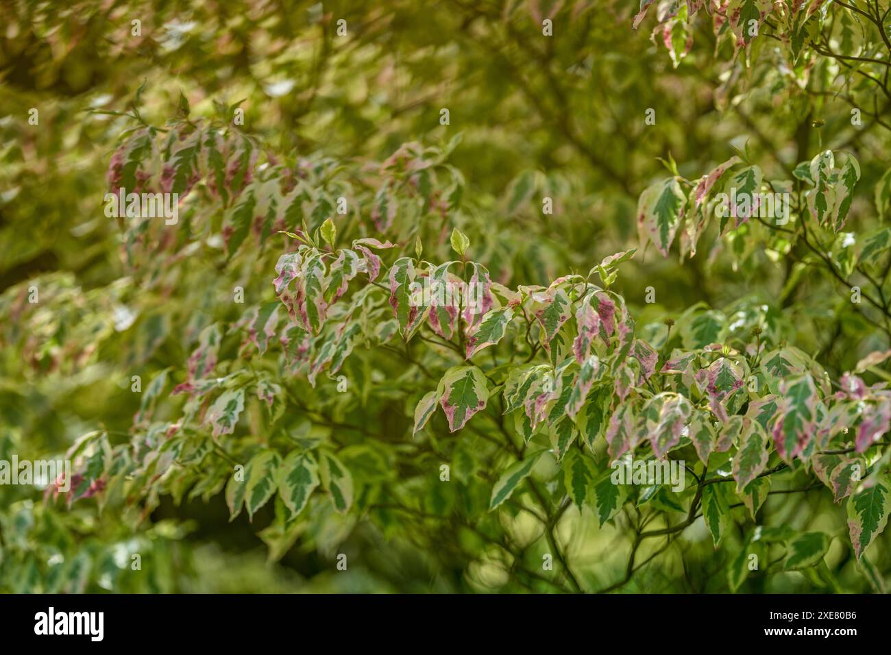 Cornus florida Dogwood Daybreak Stockfoto