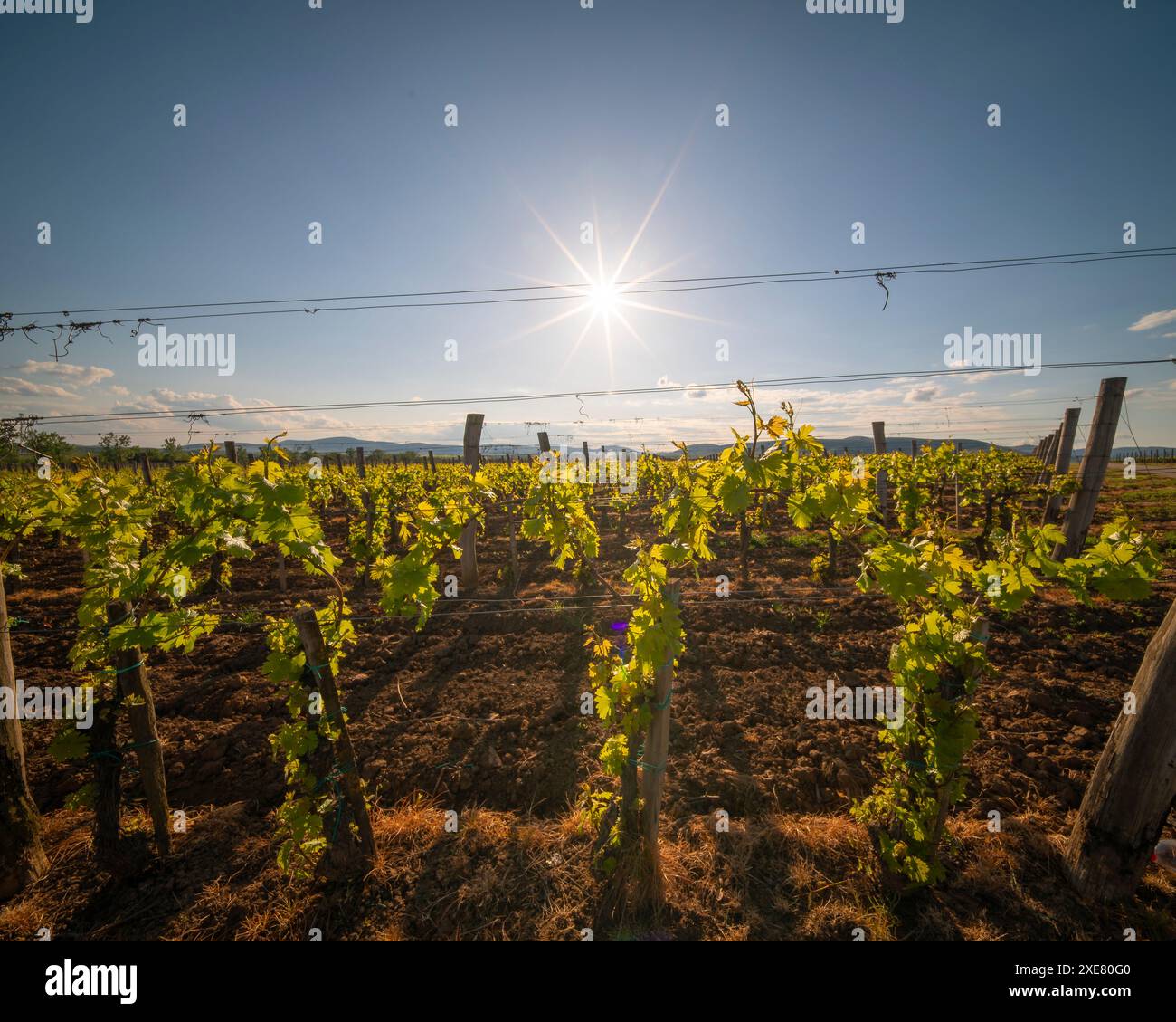 Spektakuläre Sicht aus der Vogelperspektive auf Traubenreihen in Tokajer Gegend, Ungarn und einer der wichtigsten Weinregionen des Landes. Stockfoto