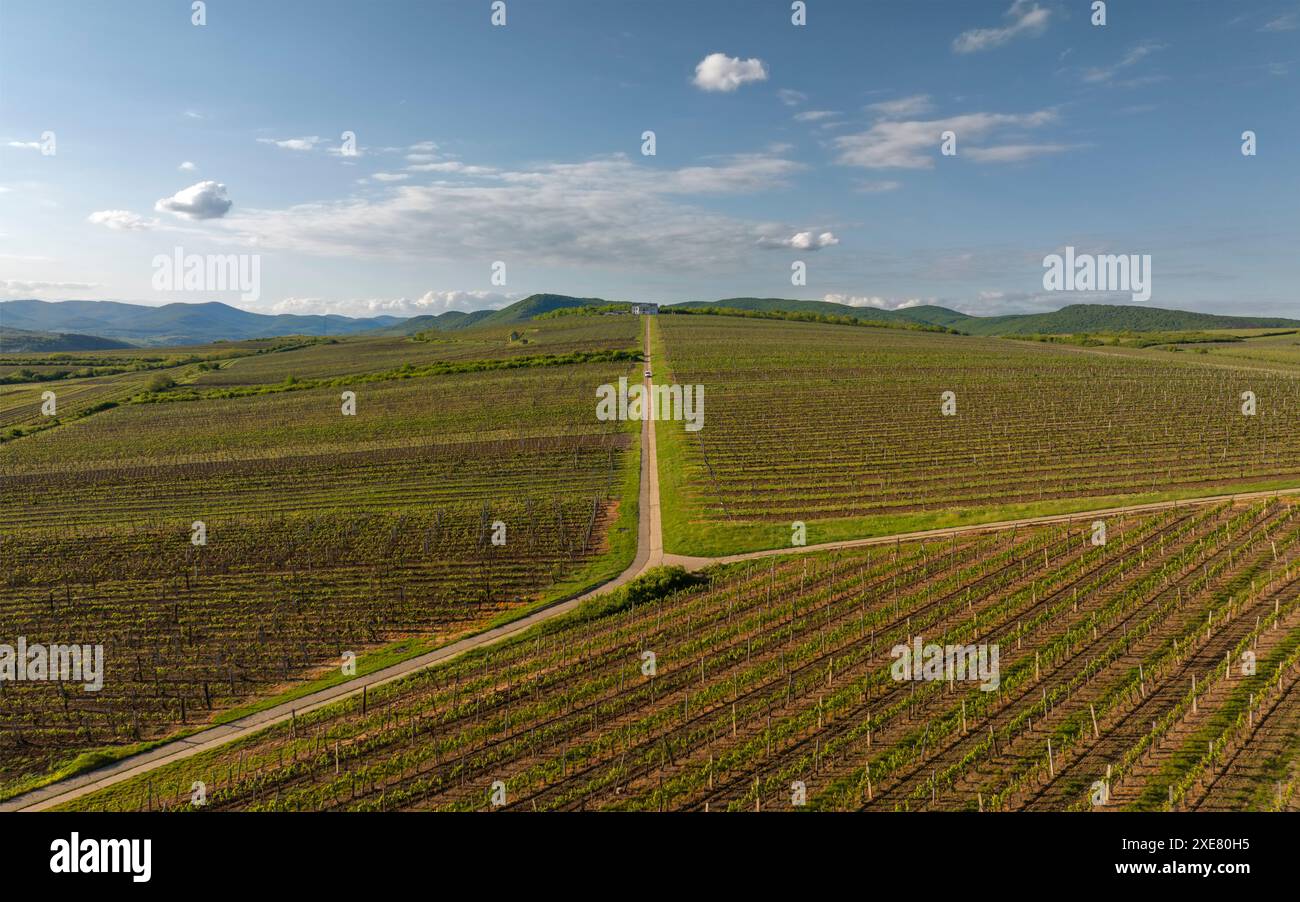 Spektakuläre Sicht aus der Vogelperspektive auf Traubenreihen in Tokajer Gegend, Ungarn und einer der wichtigsten Weinregionen des Landes. Stockfoto