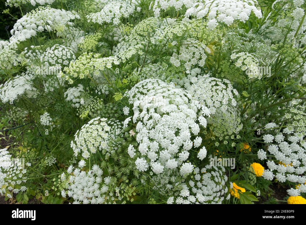 Falsche Königin Annes Spitze Ammi Majus, Blumen blühende Blüten blühende Blüten in Blüte, Bischöfe Unkraut Ladys Spitze Weiße Dill Bullwort Stockfoto