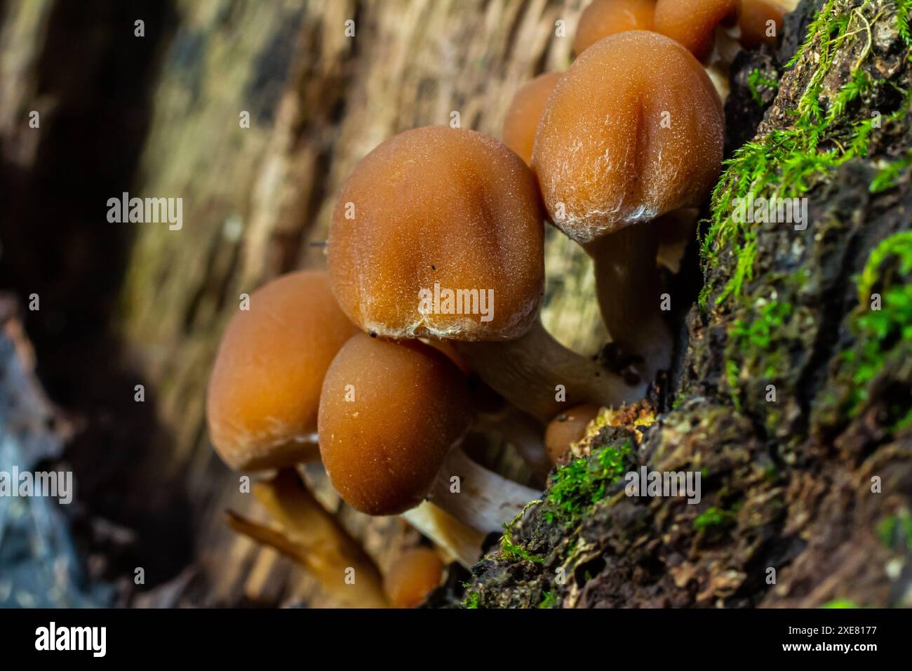 Psathyrella piluliformis gemeiner Stump Brittlestem Pilz rötlich-brauner Pilz, der steil in Gruppen wächst, natürliches Licht. Stockfoto