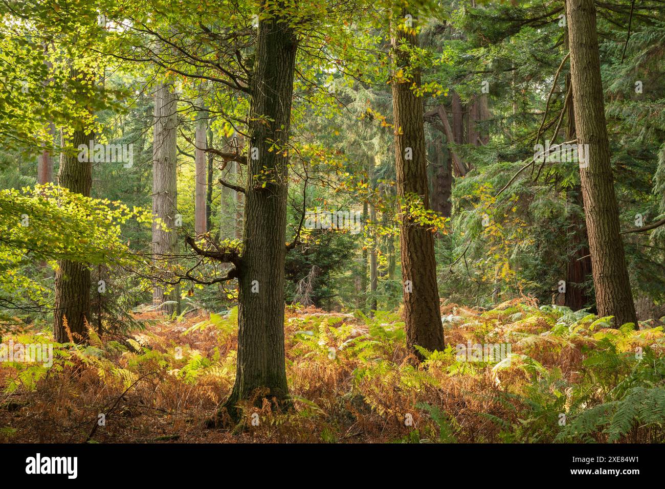 Herbstliche Farben an einem sonnigen Morgen in der Nähe des Rhinefield Ornamental Drive im New Forest National Park, Hampshire, England. Herbst (Oktober) 2018. Stockfoto