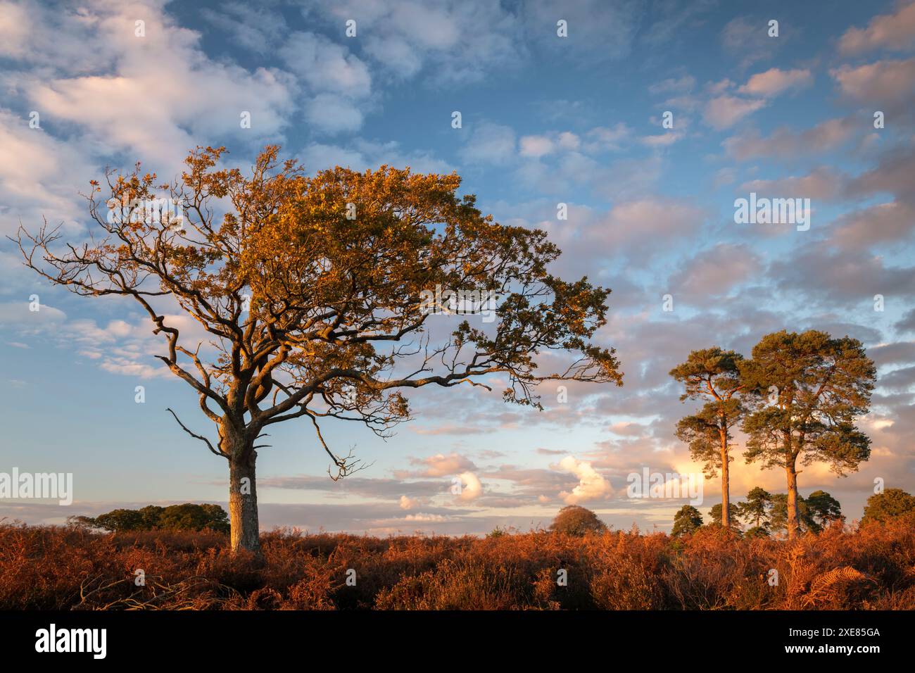 Bäume auf der Heide in der späten Abendsonne, New Forest, Hampshire, England. Herbst (November) 2018. Stockfoto