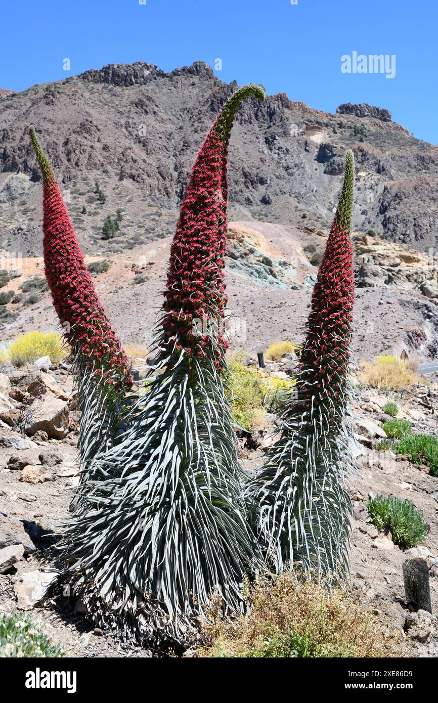 Taginaste rojo (Echium wildpretii wildpretii) ist ein zweijähriges Kraut, das in den Bergen Teneriffas endemisch ist. Dieses Foto wurde in Las Cañadas del Teide Natio aufgenommen Stockfoto