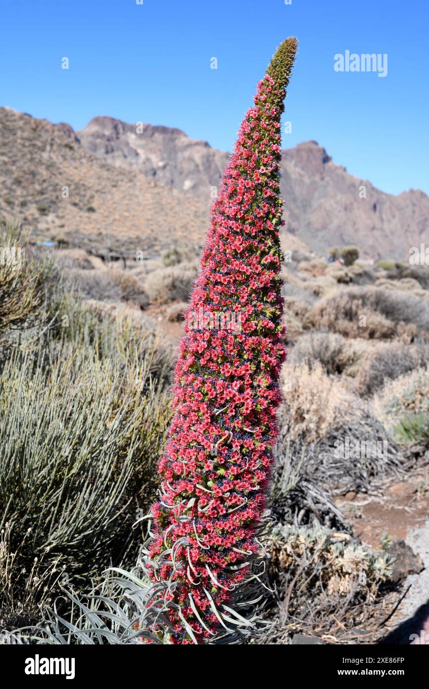 Taginaste rojo (Echium wildpretii wildpretii) ist ein zweijähriges Kraut, das in den Bergen Teneriffas endemisch ist. Dieses Foto wurde in Las Cañadas del Teide Natio aufgenommen Stockfoto