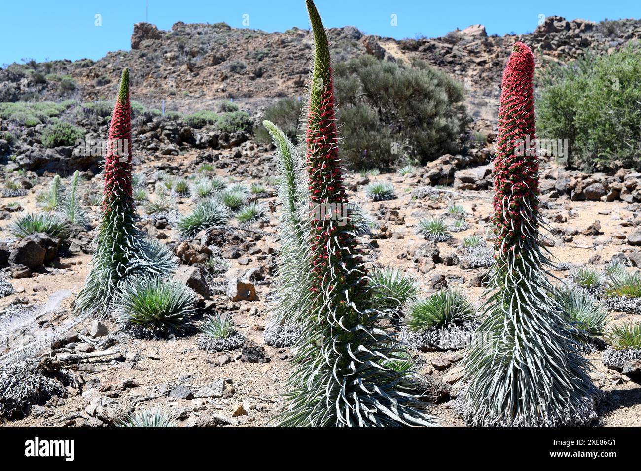 Taginaste rojo (Echium wildpretii wildpretii) ist ein zweijähriges Kraut, das in den Bergen Teneriffas endemisch ist. Dieses Foto wurde in Las Cañadas del Teide Natio aufgenommen Stockfoto