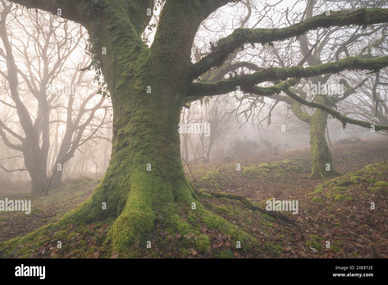 Moosige Bäume in einem nebeligen Wald, Dartmoor, Devon, England. Winter (Februar) 2019. Stockfoto