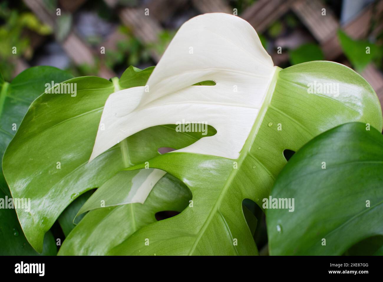 Monstera Deliciosa Albo. Verschiedene Käseanlagen. Trendige, teure Zimmerpflanze Stockfoto