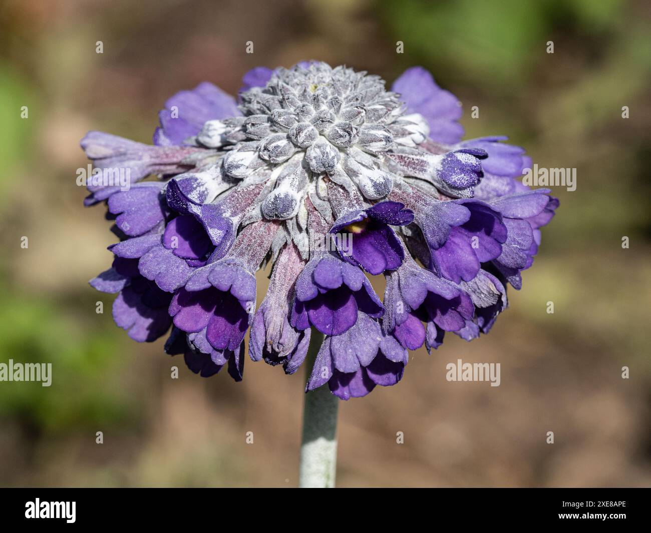 Ein einzelner flacher Blumenkopf von Primula capitata 'Noverna' Stockfoto