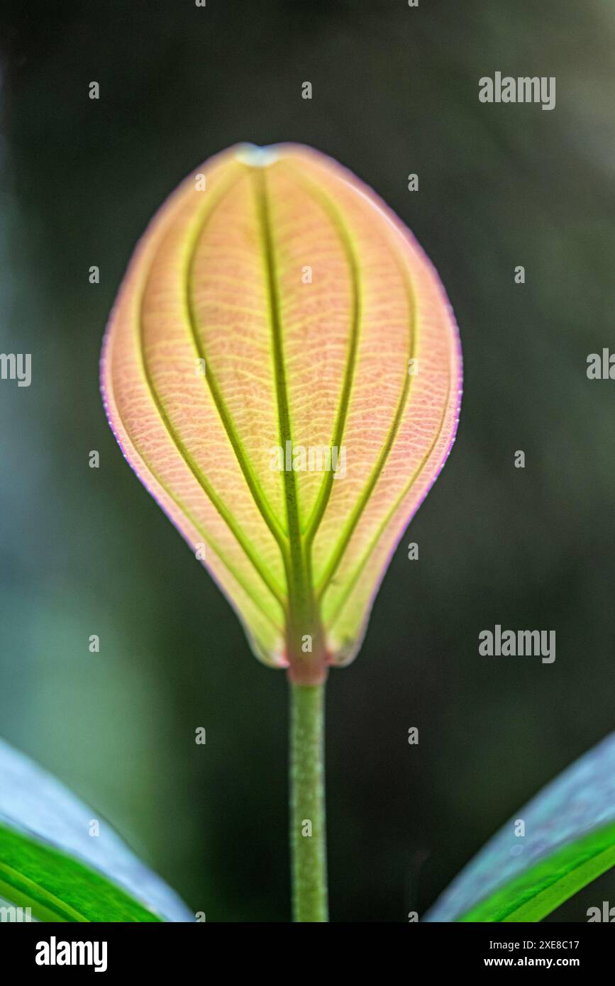 In einer ruhigen Ecke eines hawaiianischen Gartens sonnt sich eine Medinilla-Blume in einem weichen, ätherischen Licht. Ihre zarten rosa Blüten leuchten mit einer inneren Ausstrahlung, t Stockfoto