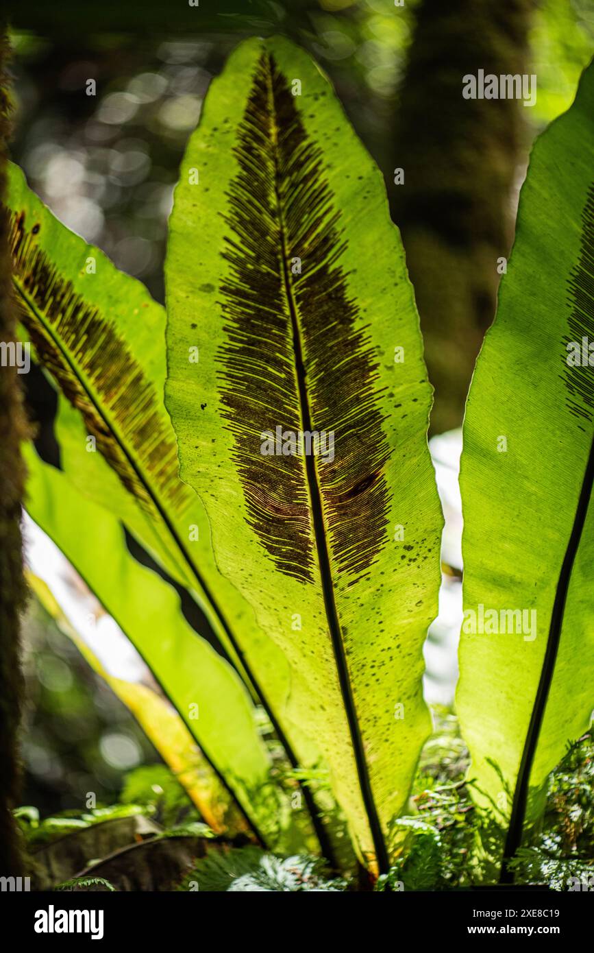 In der grünen Landschaft Hawaiis blüht ein Vogelnest Farn mit üppigem Grün. Seine markanten Wedel winden sich anmutig von einer zentralen Rosette Stockfoto