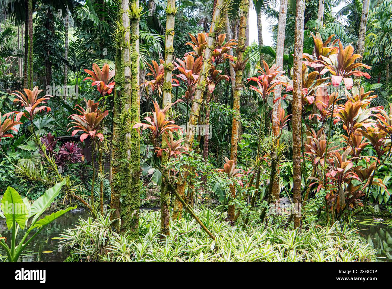 Polynesische Schilfpflanzen stehen hoch und elegant in einem hawaiianischen tropischen Garten, ihre schlanken Stiele und üppiges Laub schaffen eine ruhige und exotische Atmosphäre Stockfoto