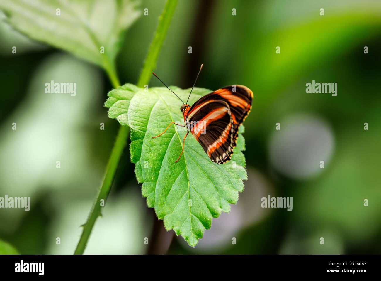 Gestreifter orangefarbener helikonischer Schmetterling, Dryadula phaetusa, ventrale Ansicht über Laubhintergrund. Endemisch in den südlichen staaten der USA und zentral und Süd Stockfoto