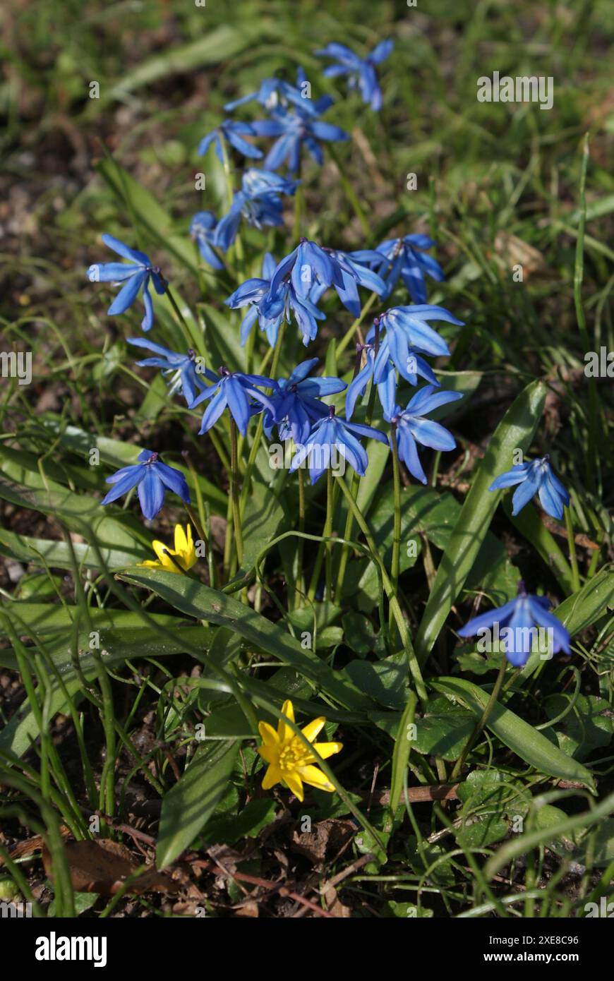 Scilla siberica, Sibirischer Squill Stockfoto