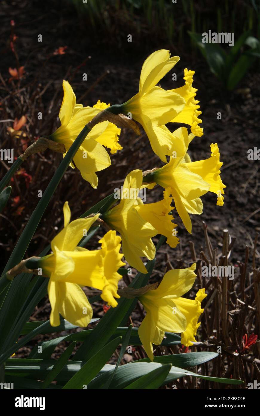 Narcissus pseudonarcissus, wildes Narzissen Stockfoto